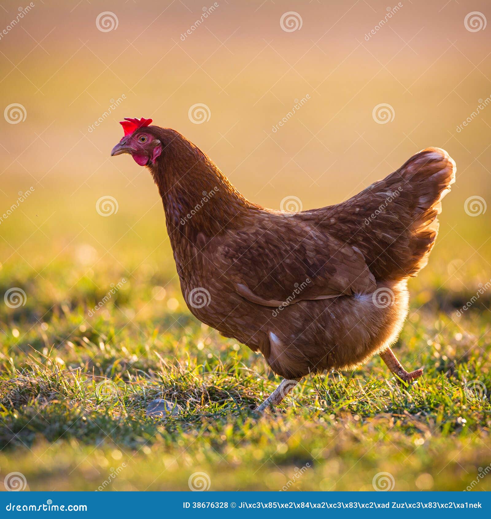 La gallina è uccello dell'azienda agricola all'aperto.