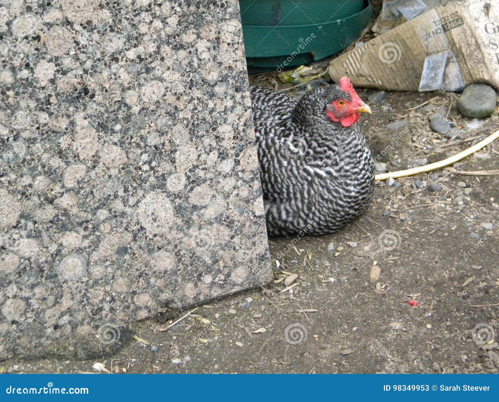 Gallina barrada de la roca imagen de archivo. Imagen de pollos - 98349953, image size:1600x1290