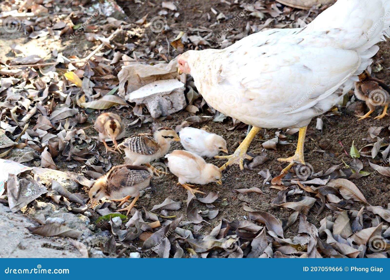 Gallina Con Los Pollitos De Los Pollos Bebé Standinghidding Juntos En Un Pollo De Enseñanza De Protección Del Bebé De Pollo De La Foto de archivo - Imagen de cubo, granja: 207059666 Gallina Con Los Pollitos De Los Pollos Bebé Standinghidding Juntos En Un Pollo De Enseñanza De Protección Del Bebé De Pollo De La Foto de archivo - Imagen de cubo, granja: 207059666