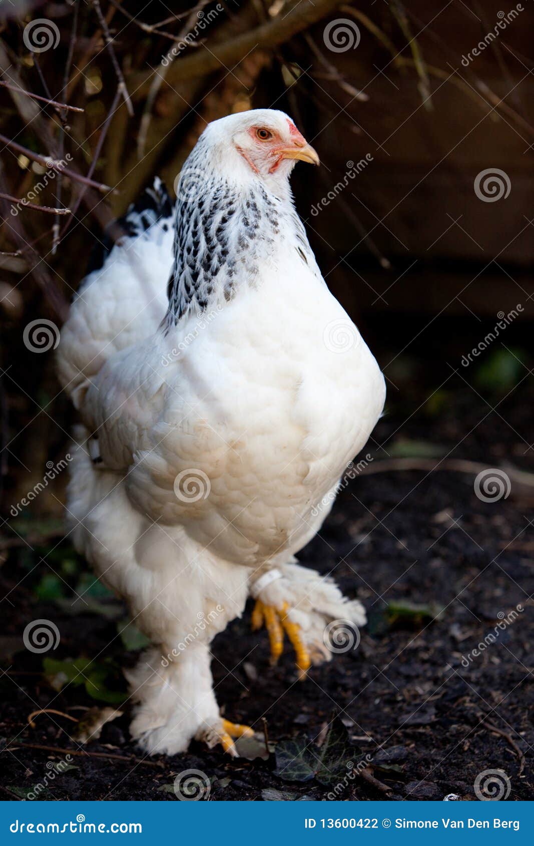 Gallina di Brahma. Bella e grande femmina adulta del pollo di brahma all'esterno