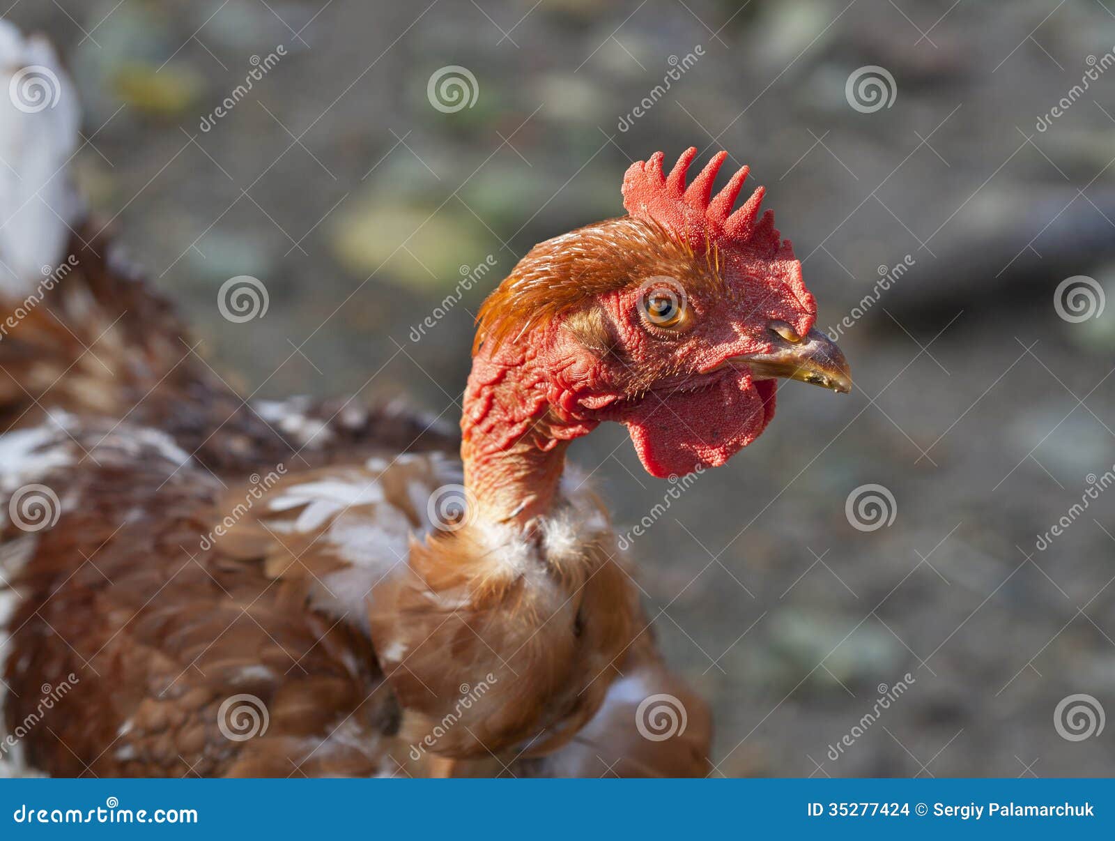 Gallina Pelirroja Con Un Cuello Desnudo Foto de archivo Imagen de