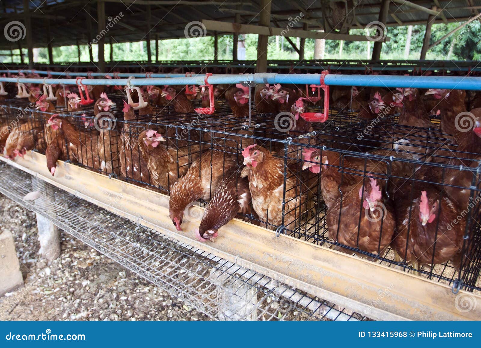 3 Pz Gabbia Per Galline In Plastica Mobile A Forma Di Palla, Gabbia Per