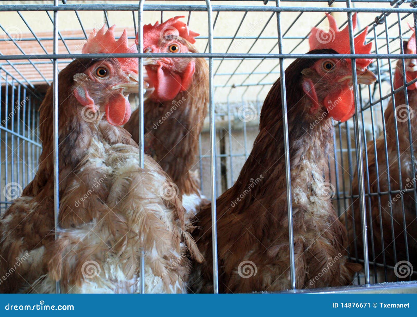 Galline ovaiole. Desntro delle galline ovaiole delle sue gabbie in un'azienda avicola.