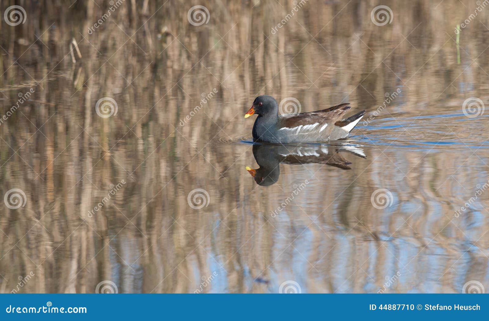 gallinella d'acqua ((gallinula chloropus)