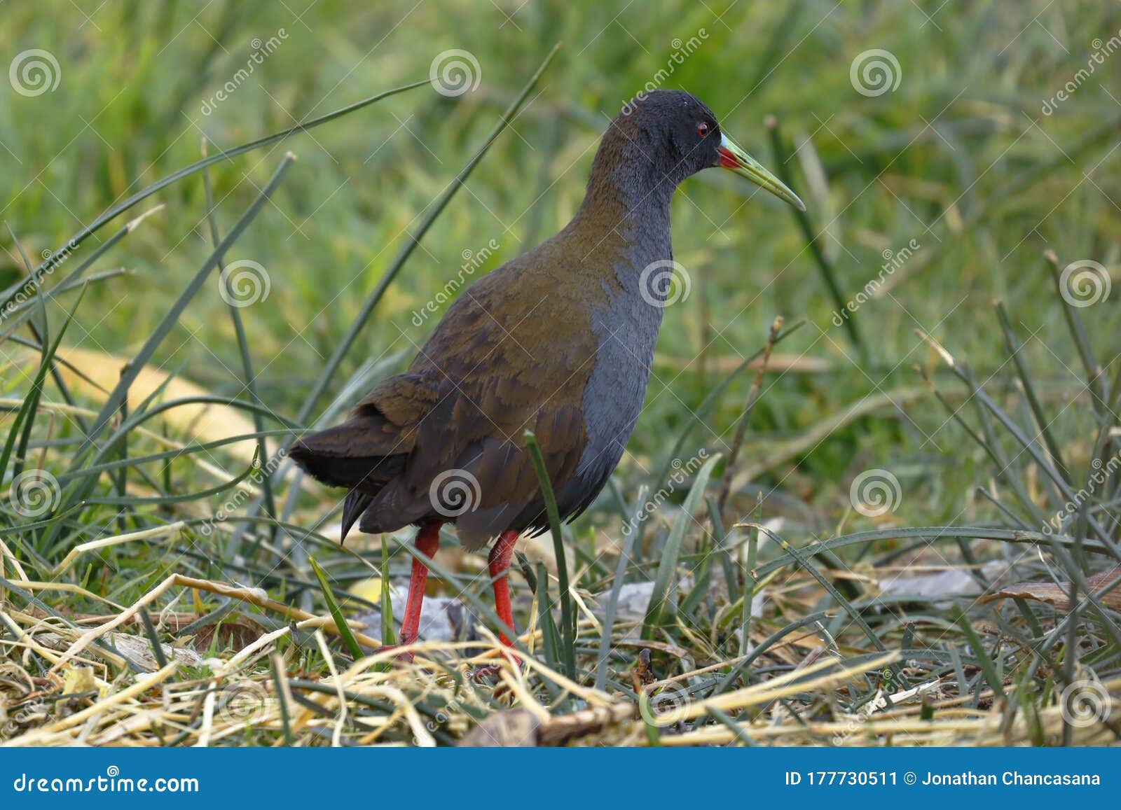 gallineta comÃÂºn pardirallus sanguinolentus