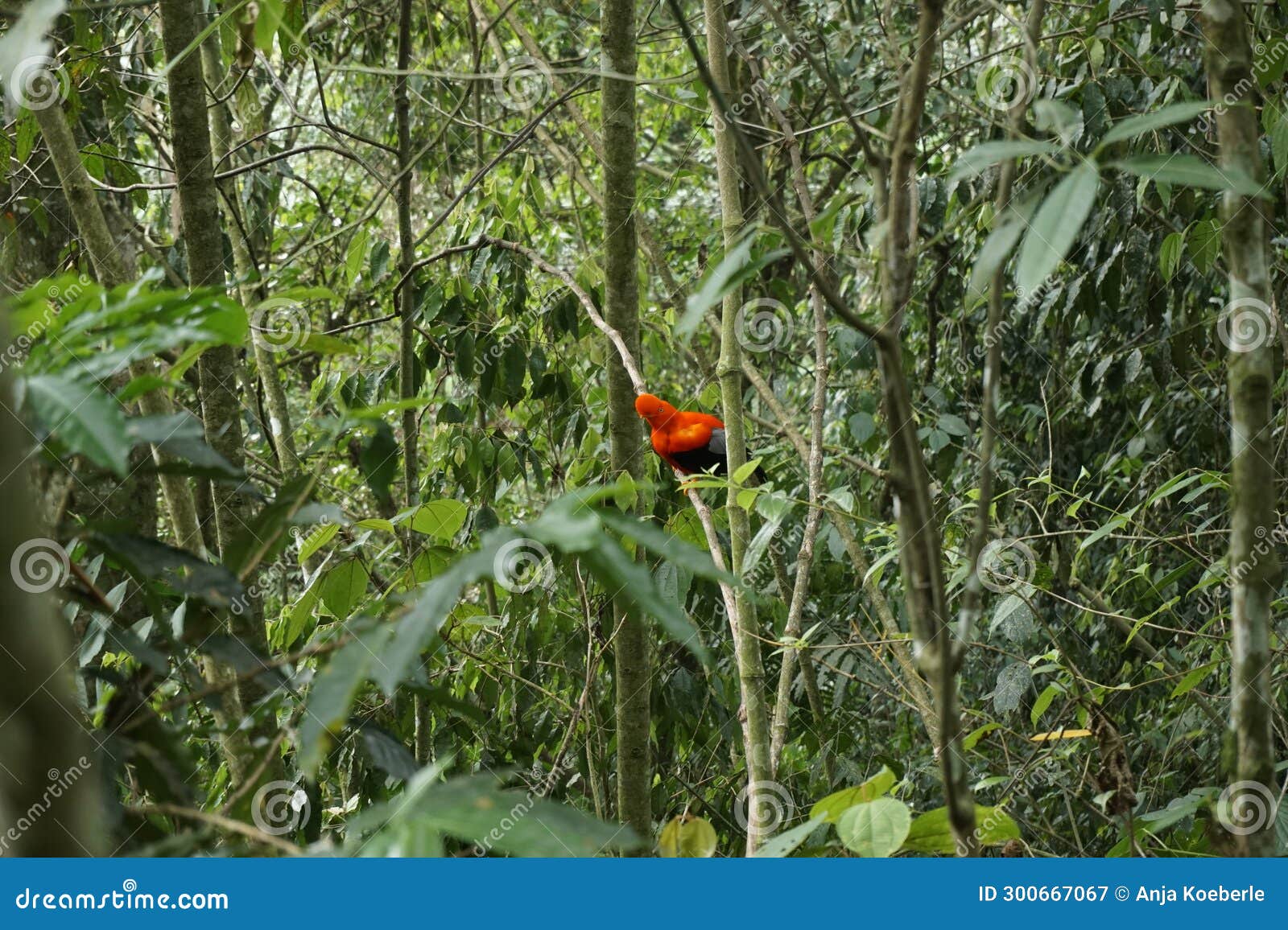 gallito de las rocas, famous red bird, spotted in jardin, eje cafetero, colombia