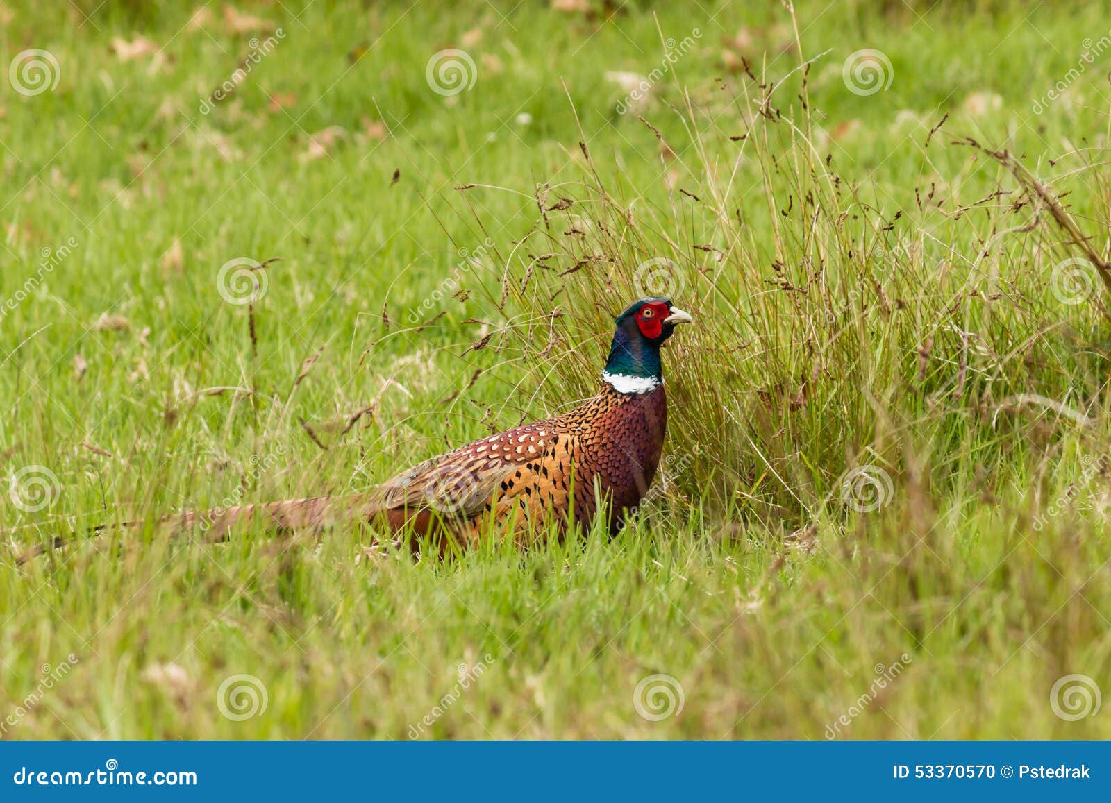 Gallo comune del fagiano fotografia stock. Immagine di fagiano - 53370570