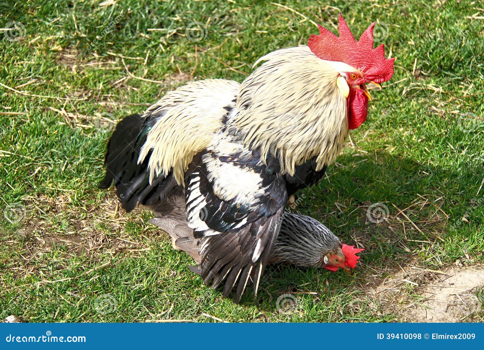Gallo Copulating Con La Gallina En Una Granja Foto de archivo Imagen