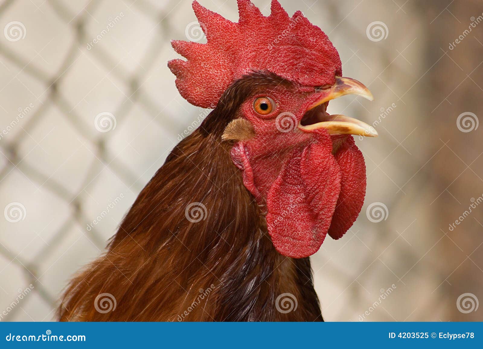 SCARICARE SUONERIA CANTO DEL GALLO