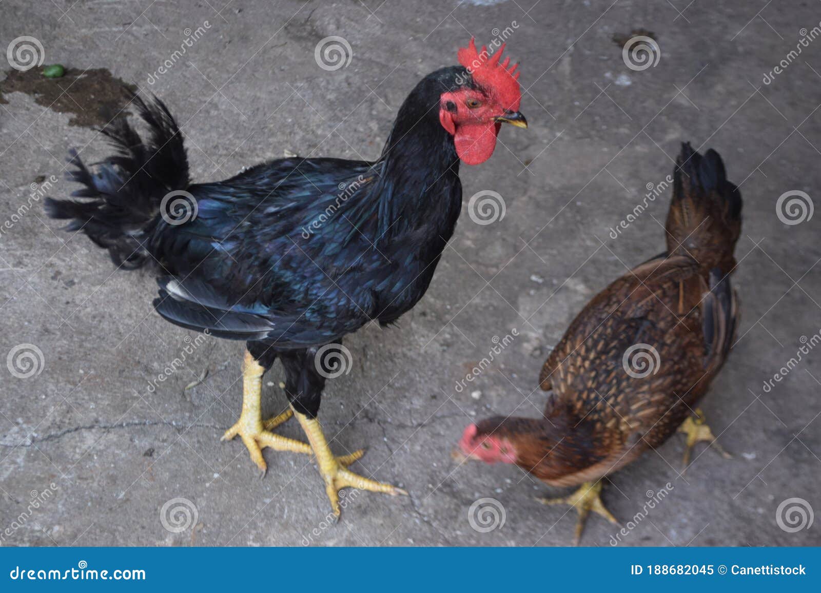 Gallo Y Gallina Como Metáfora De Una Pareja Imagen de archivo - Imagen de gallo, bueno: 188682045 Gallo Y Gallina Como Metáfora De Una Pareja Imagen de archivo - Imagen de gallo, bueno: 188682045