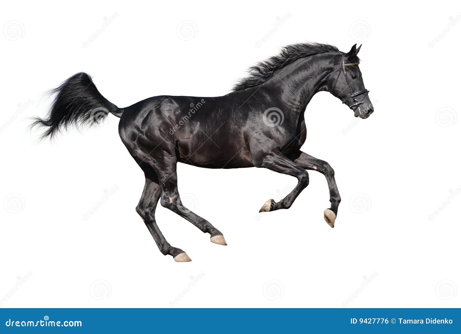 galloping black stallion  on white