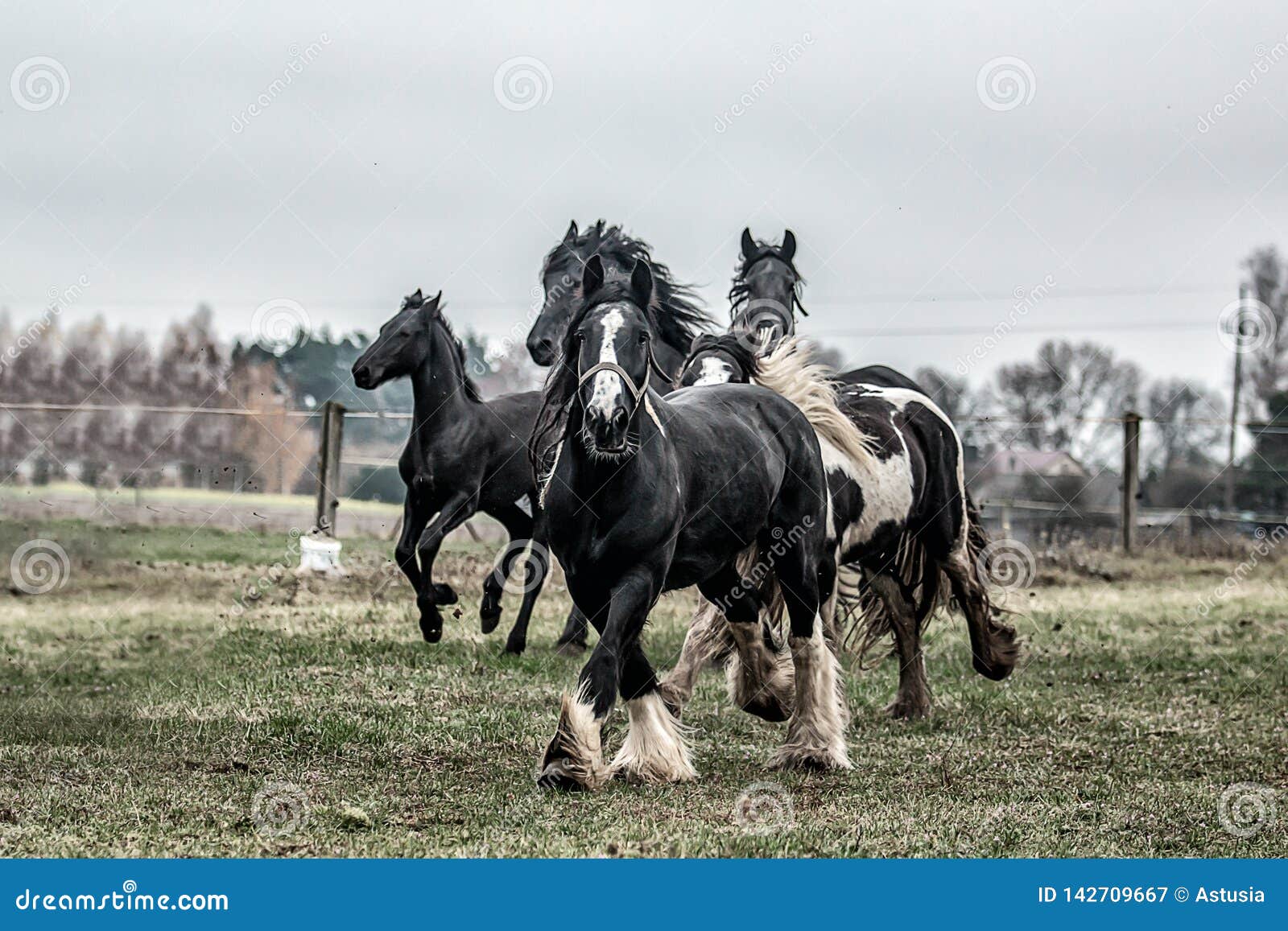galloping herd of friesian mares