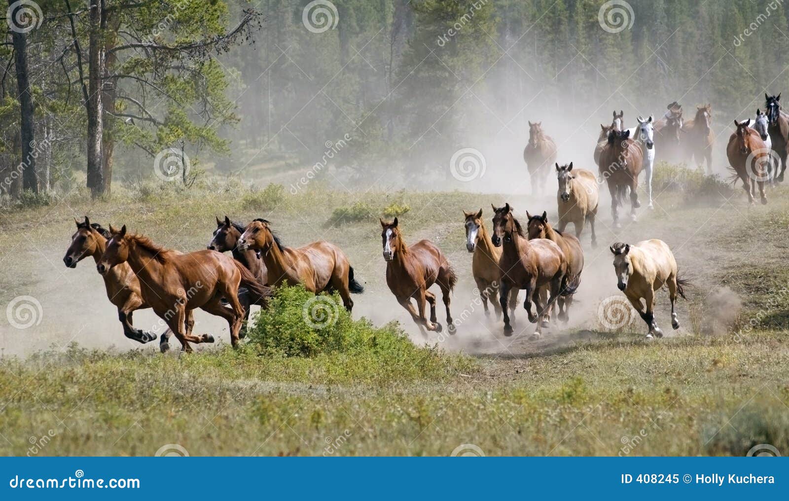 galloping horse herd