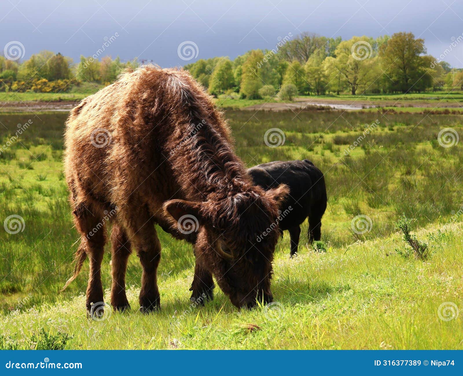 galloway cattle graze in a nature reserve in herentals, belgium.