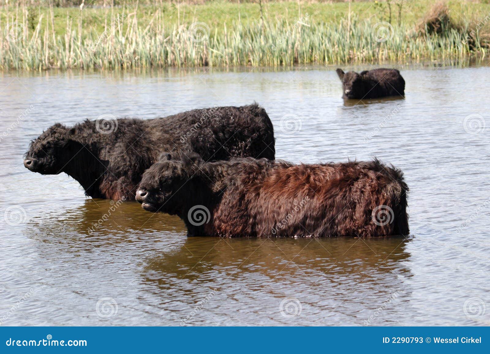 Galloway cattle in lake stock image. Image of hair, galloway 2290793