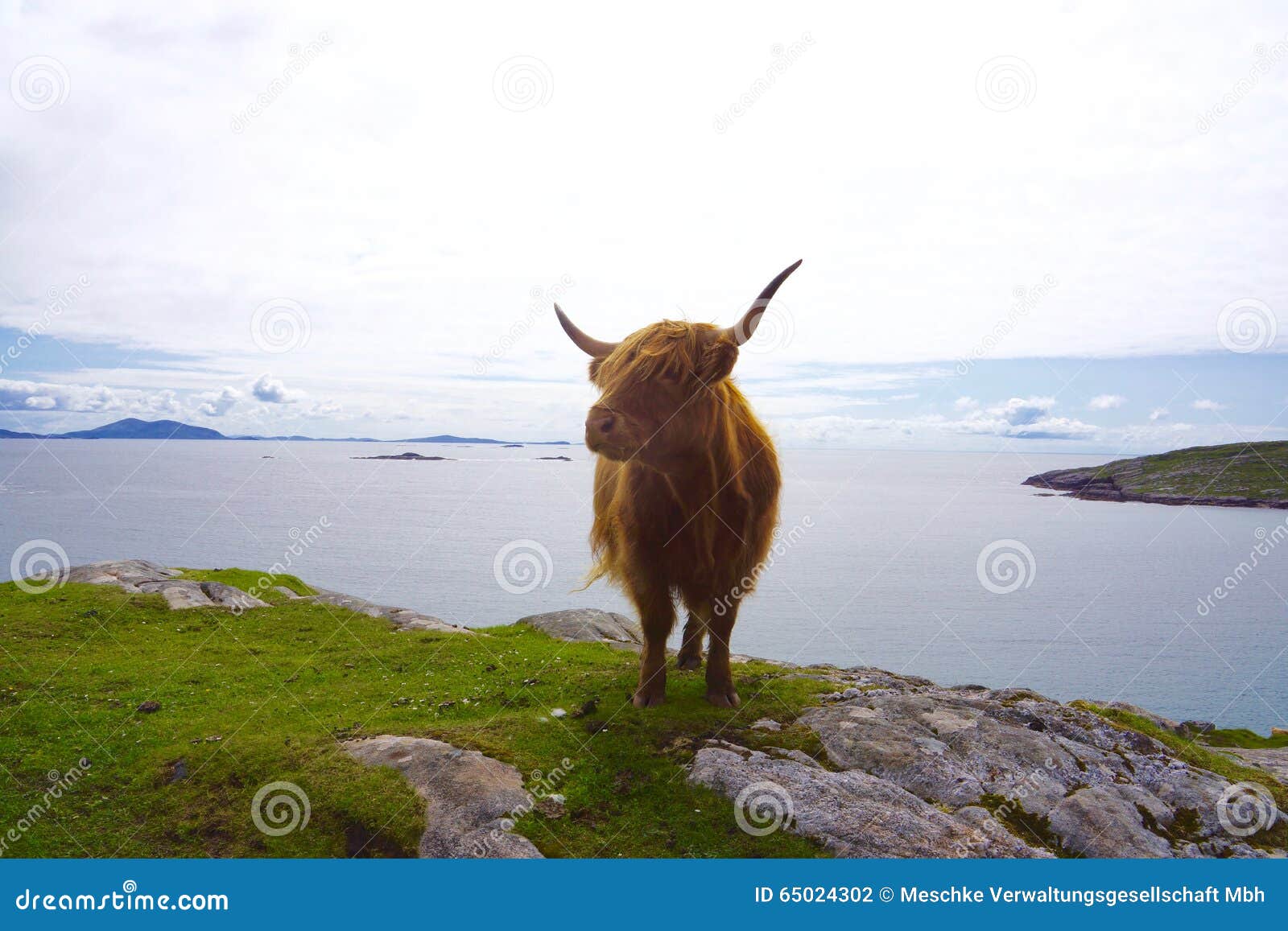 Galloway on a Cliff in Scotland Stock Photo Image of lake, landmark
