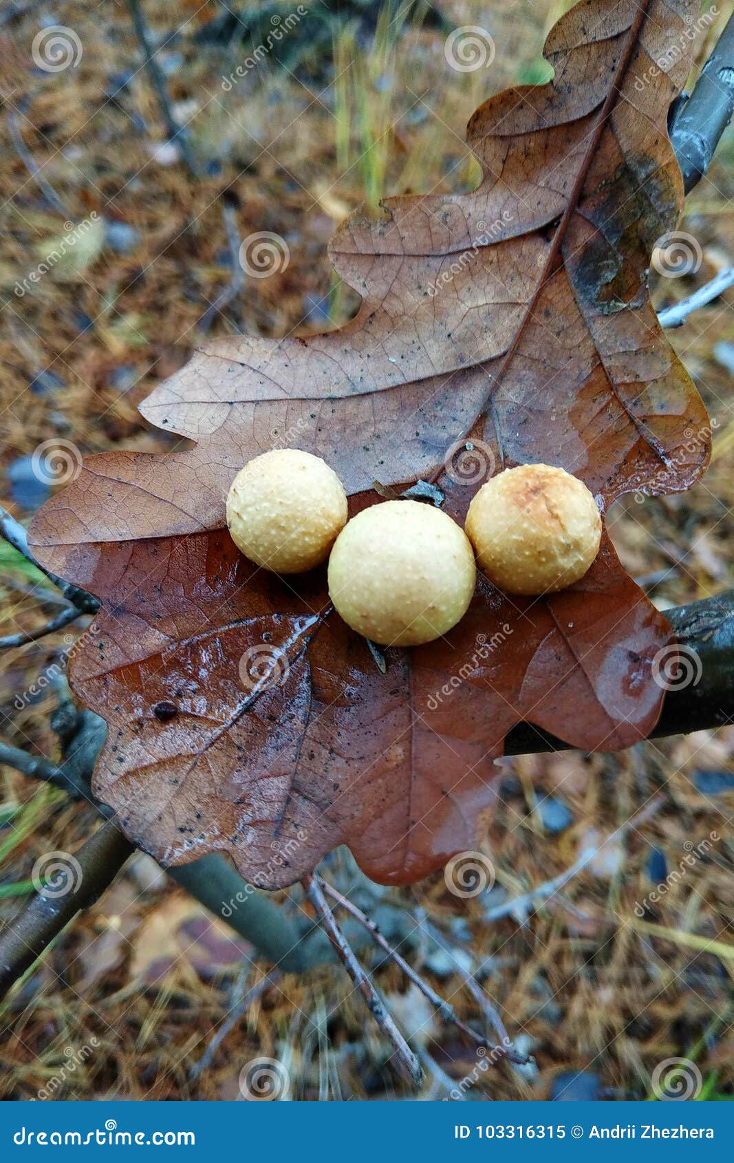 Galls on dry oak leaf stock image. Image of gall, tissue - 103316315