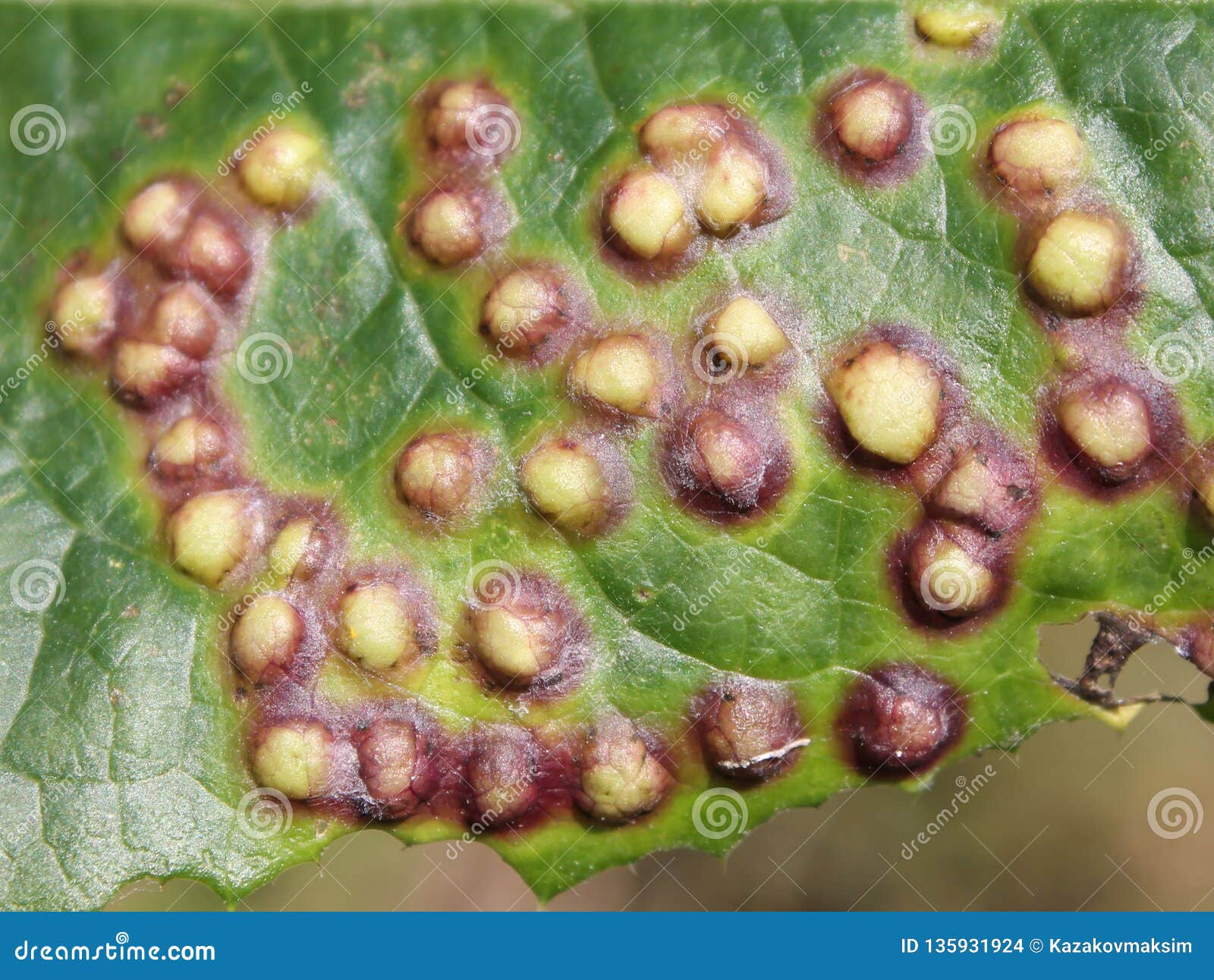 galls on leaf of sowthistle or sonchus oleraceus caused by midge cystiphora sonchi