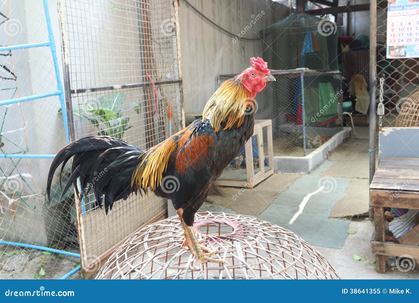 Galo de luta imagem de stock. Imagem de galos, esporte - 38641355