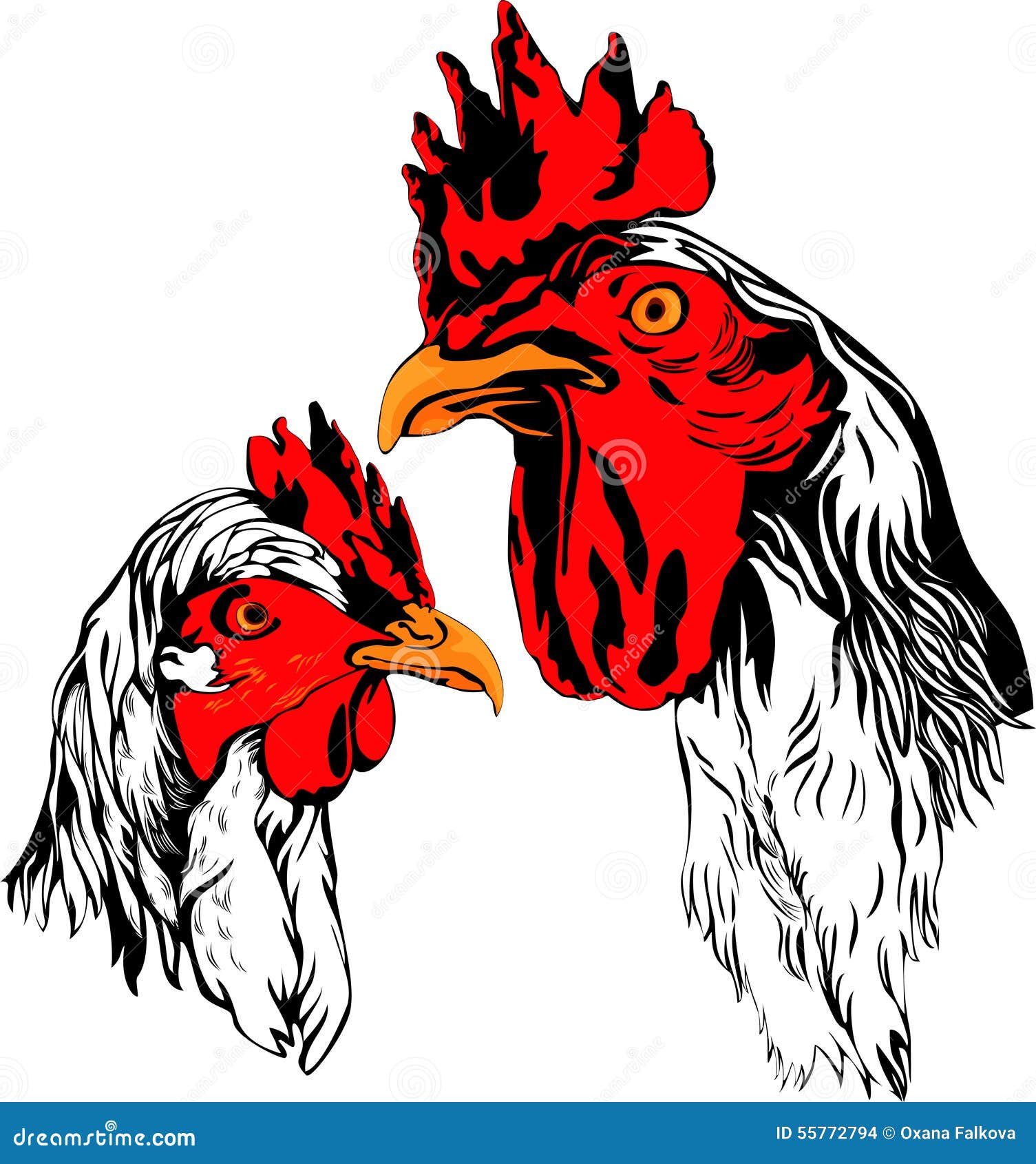 Galo e galinha. Ilustração do vetor do galo e da galinha brancos