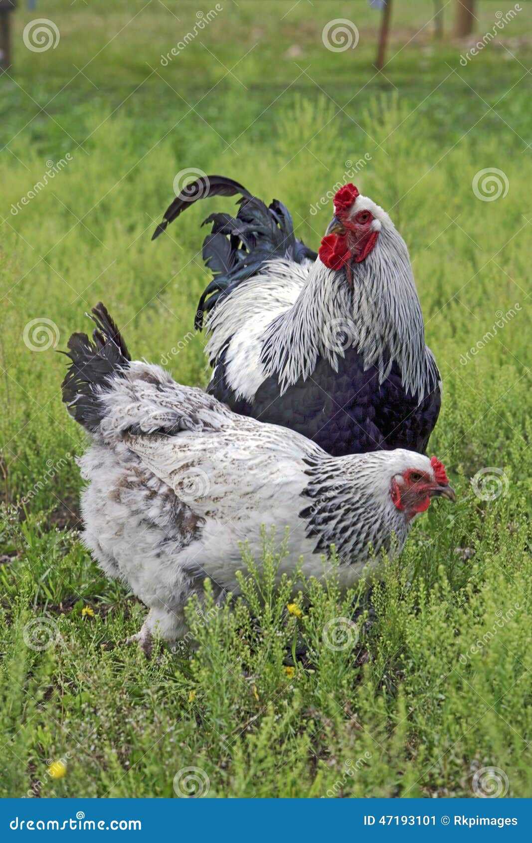 Jogo do Galo de Madeira Brahma - EcoFundamental