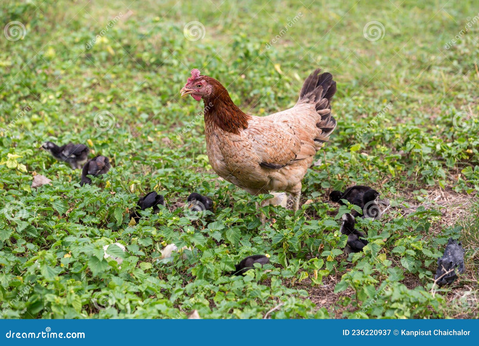 33,414 Fotos de Stock de Galinha Em Uma Horta - Fotos de Stock Gratuitas e  Sem Fidelização a partir da Dreamstime - Página 81