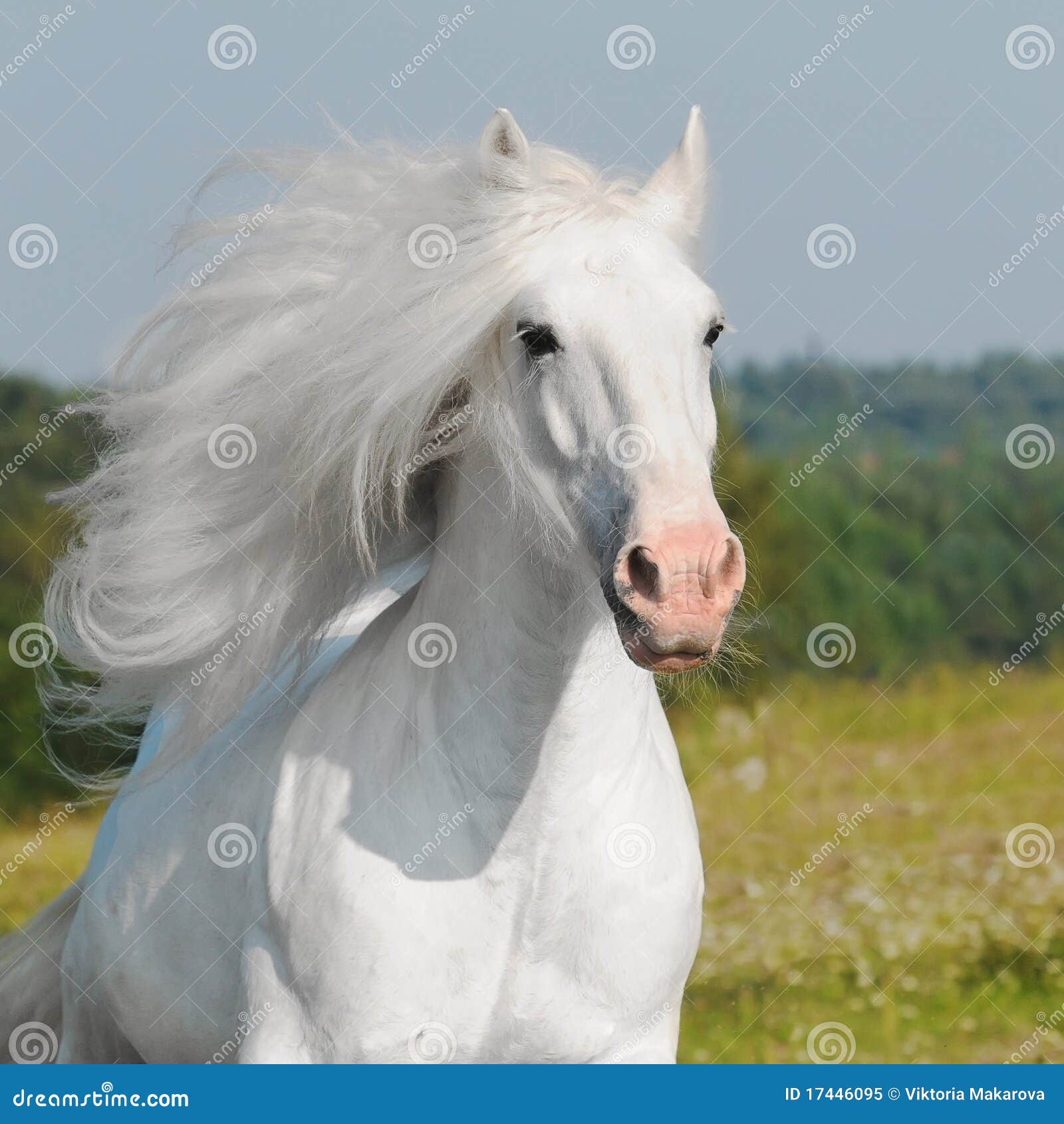 Galop De Passage De Cheval Blanc Image Stock Image Du Sauvage Blanc Galop De Passage De Cheval Blanc Image Stock Image Du Sauvage Blanc
