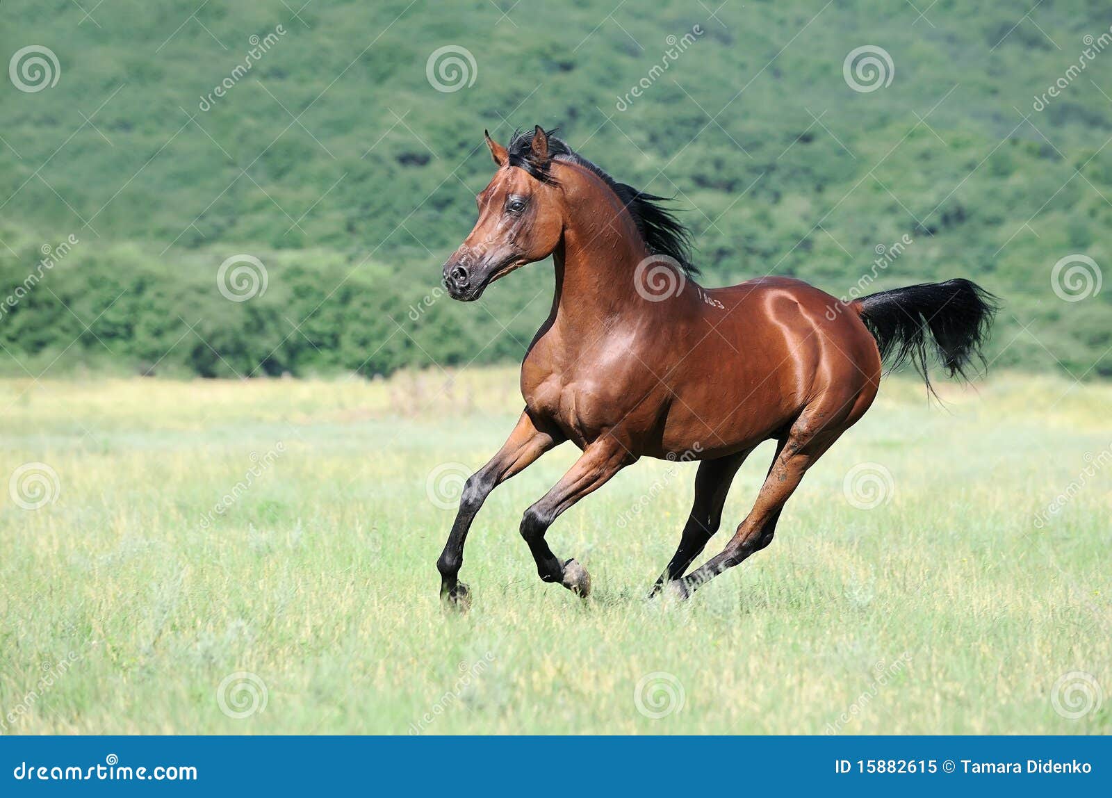 Jovem mostra pulando com cavalo - Fotos de arquivo #14932093