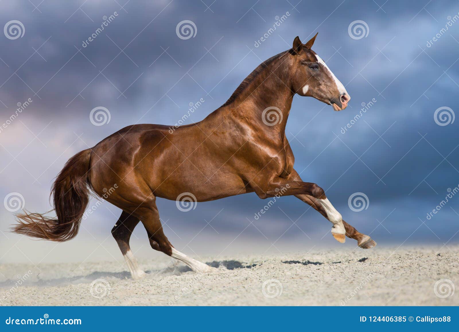 Galope De Caballo En El Desierto Imagen de archivo - Imagen de desierto,  corredor: 124406385, image size:1600x1157