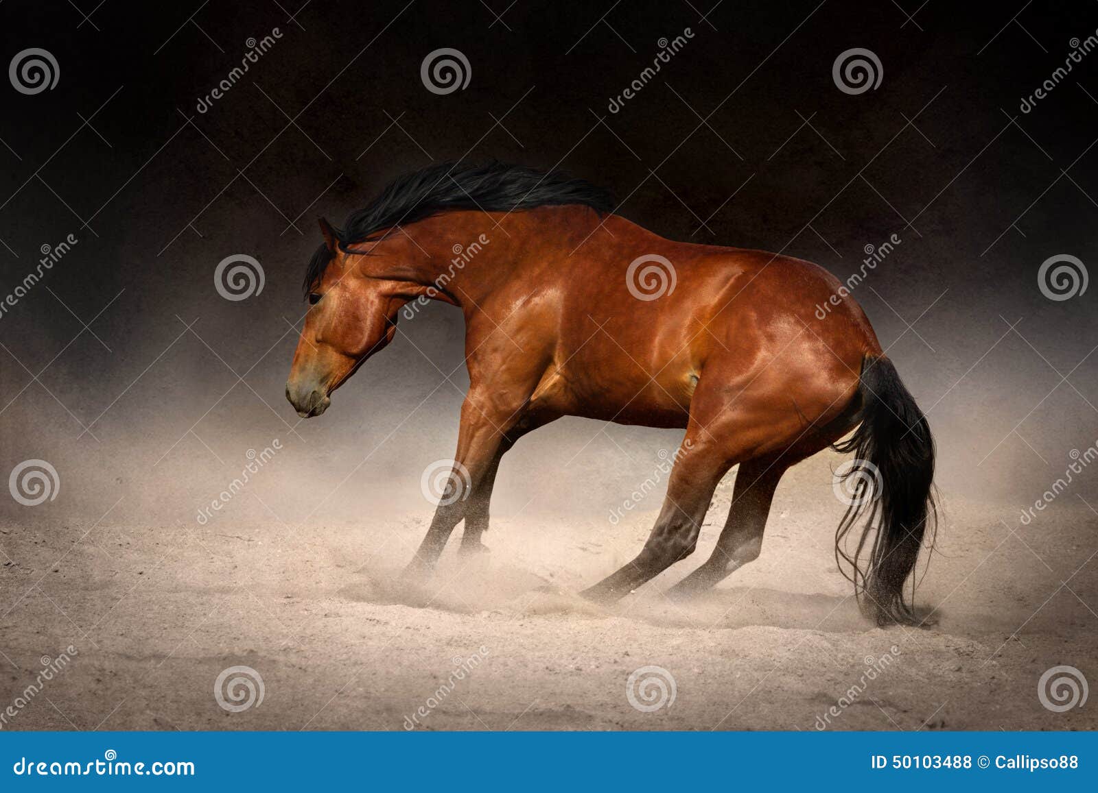 Galope De Caballo En El Desierto Foto de archivo - Imagen de libre, desierto:  50103488, image size:1600x1157