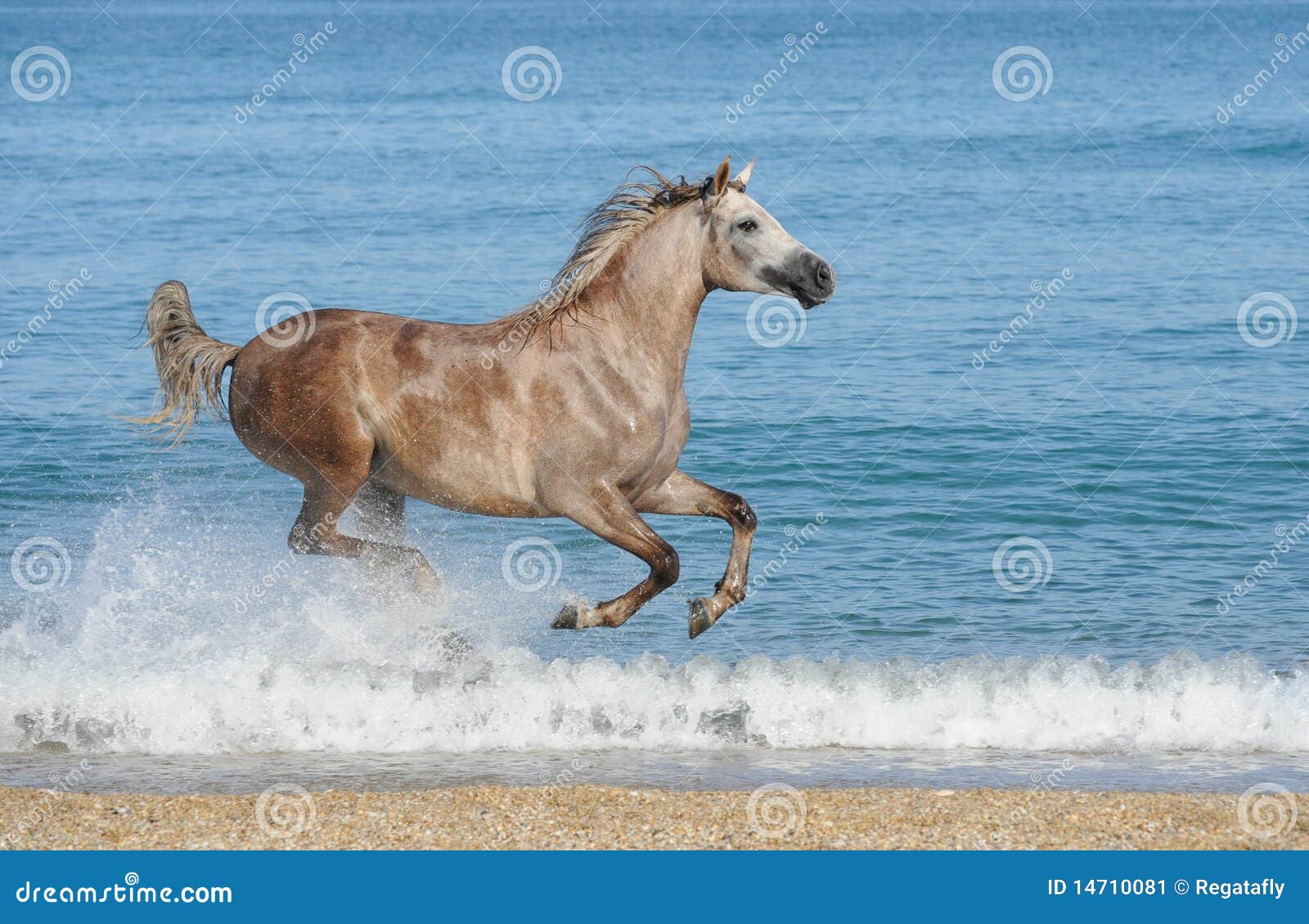 Jovem mostra pulando com cavalo - Fotos de arquivo #14932093