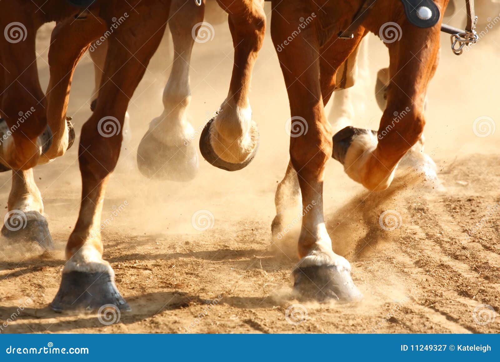 Galoppierende PferdenHufe stockbild. Bild von feld, hufe 11249327