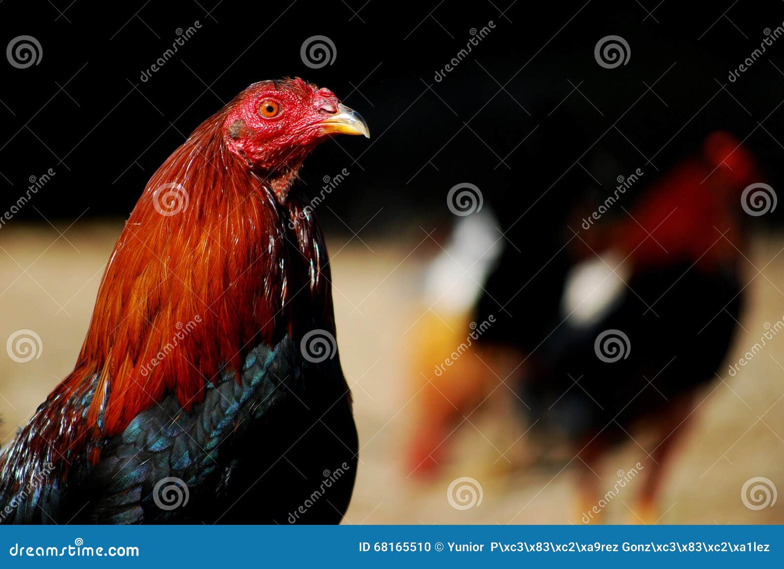 Galos De Luta No Fundo Escuro Foto de Stock - Imagem de macho, luta