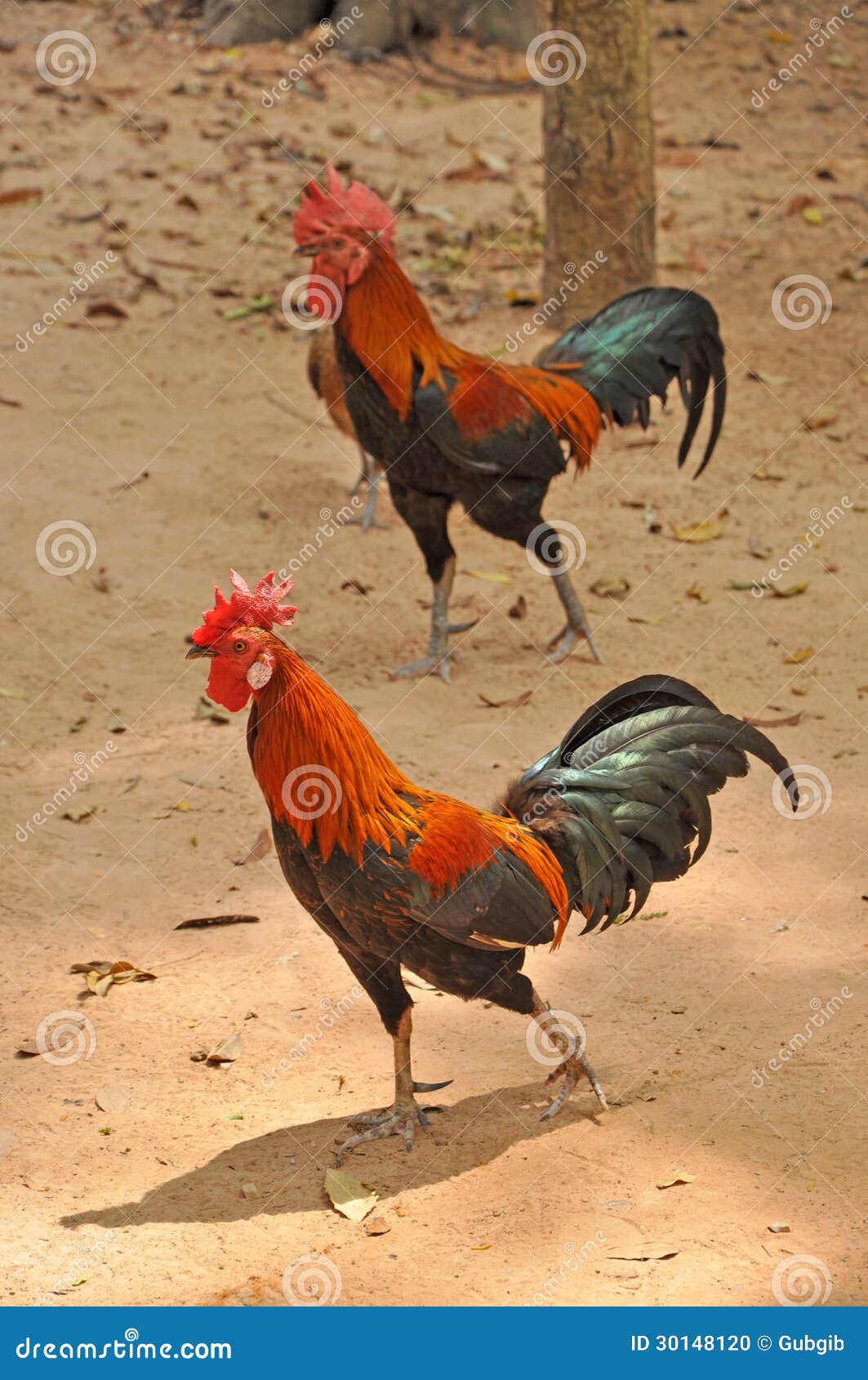 Galos Foto de Stock - Imagem: 30148120