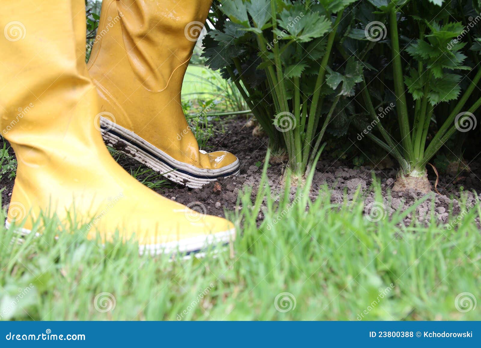 Galoshes in the garden stock photo. Image of gardening - 23800388