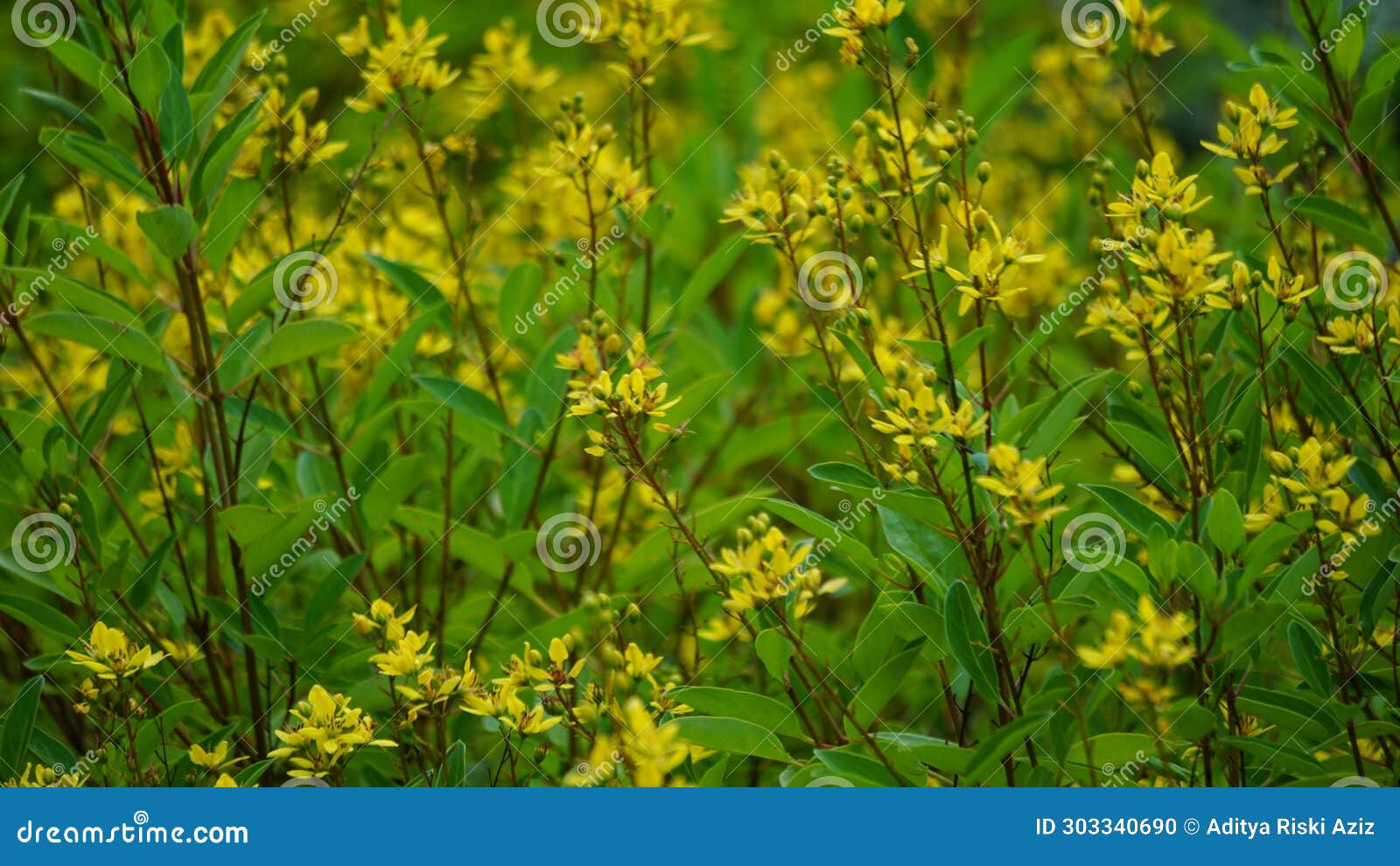 galphimia glauca (also called hujan mas, noche buena, gold shower thryallis, noche buena, rain of gold) flower