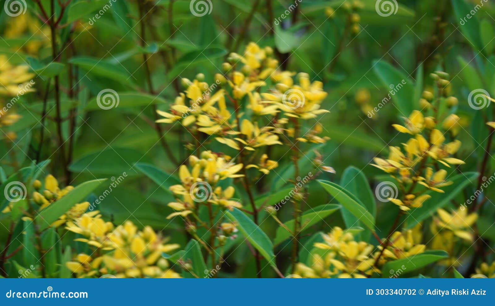 galphimia glauca (also called hujan mas, noche buena, gold shower thryallis, noche buena, rain of gold) flower