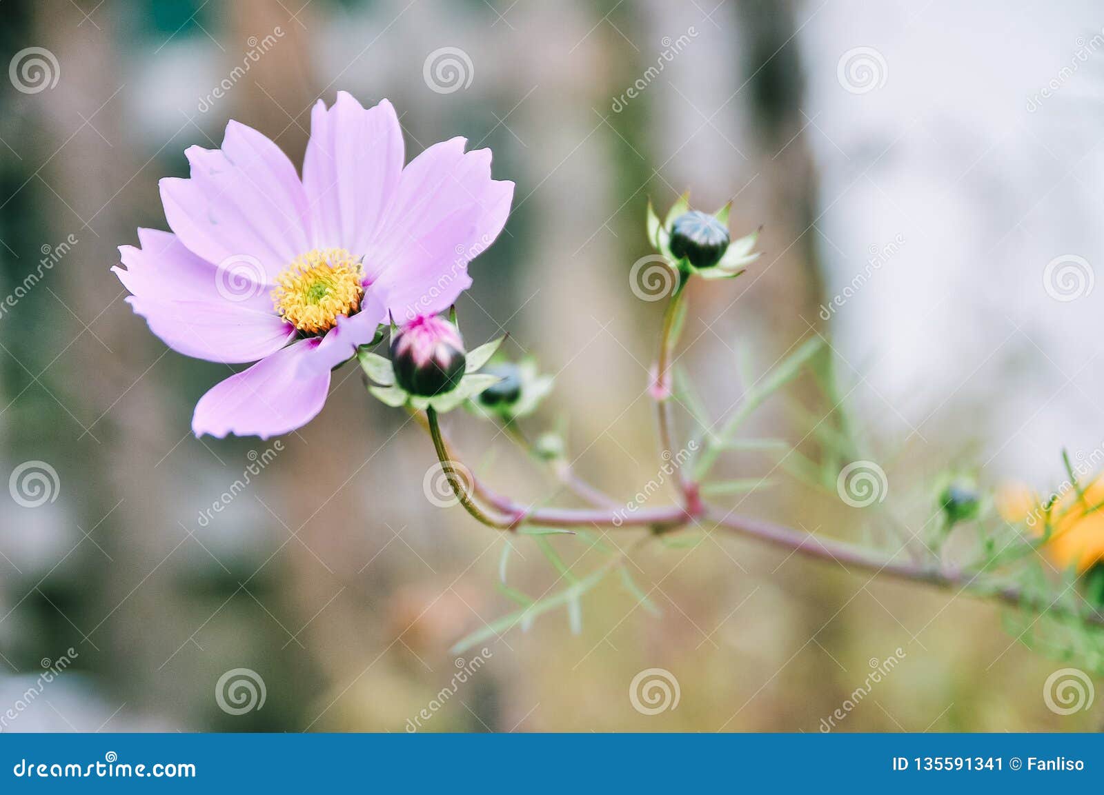 Galsang blomma som är rosa