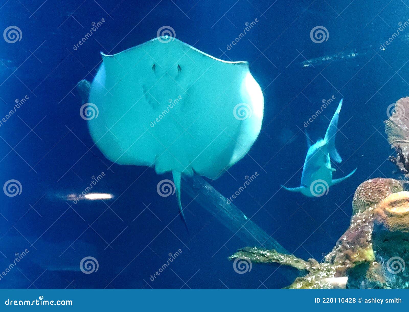 Galveston Zoo InTexas Ocean Editorial Stock Photo Image of organism