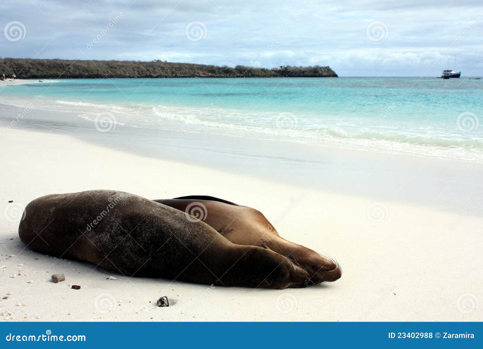 galÃÂ¡pagos sea lion