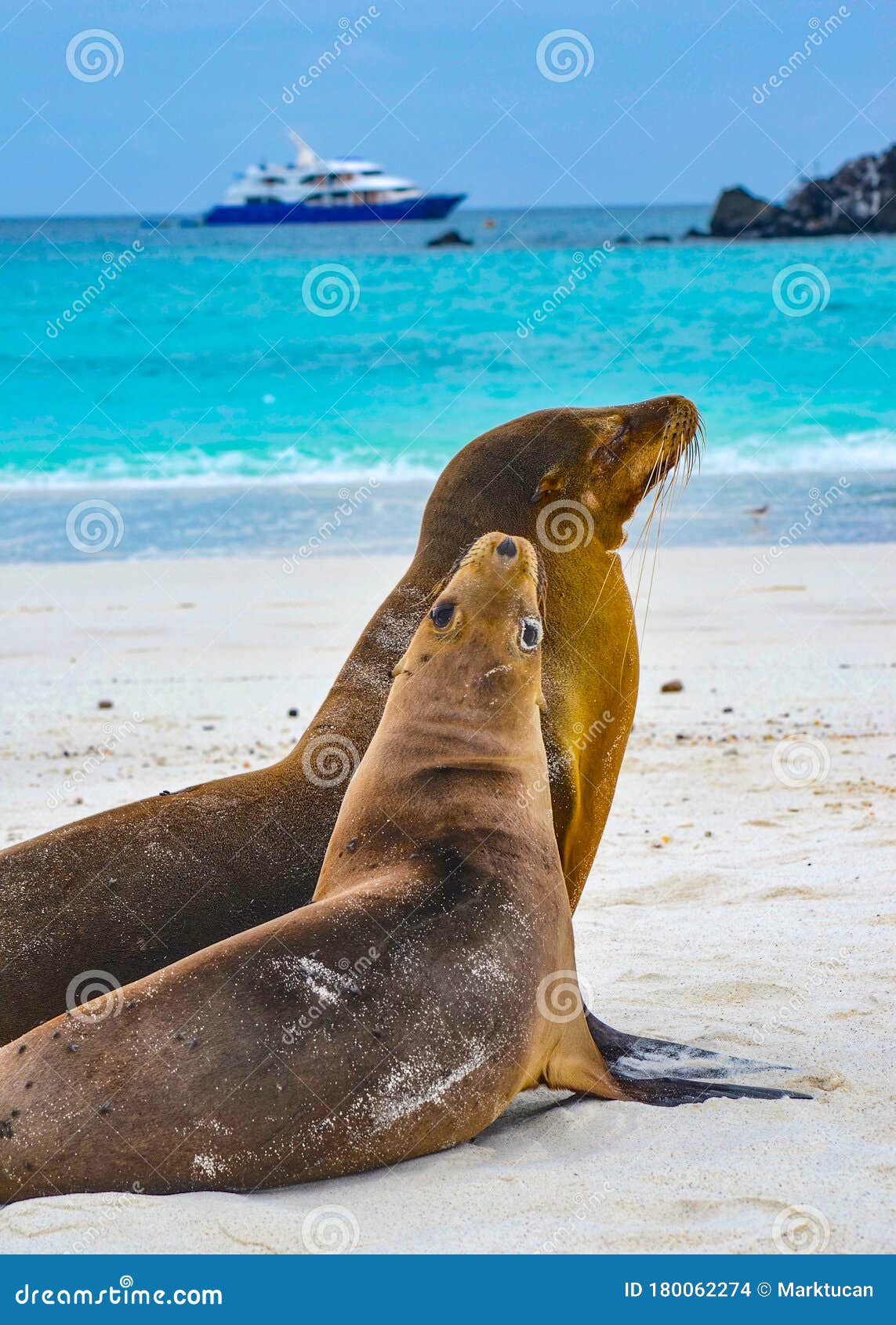 galÃÂ¡pagos sea lion zalophus wollebaeki. isla sante fe, galapagos islands, ecuador