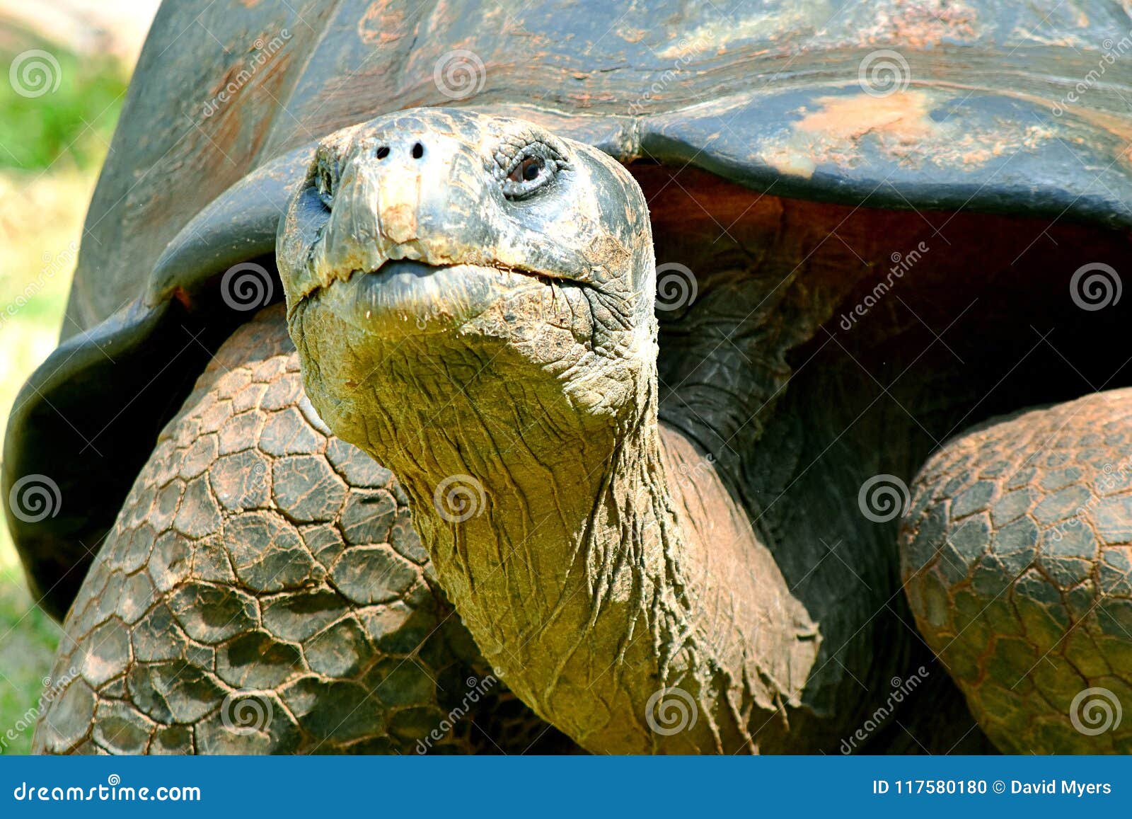galÃÂ¡pagos tortoise, oklahoma city zoo, 95 years old