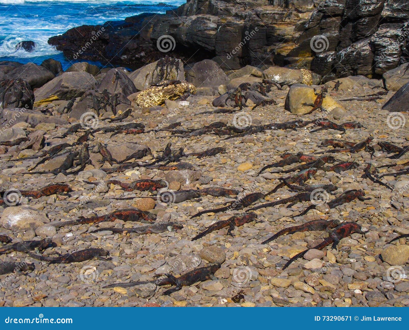 GalÃ¡pagos Marine Iguanas stock image. Image of blanket 73290671