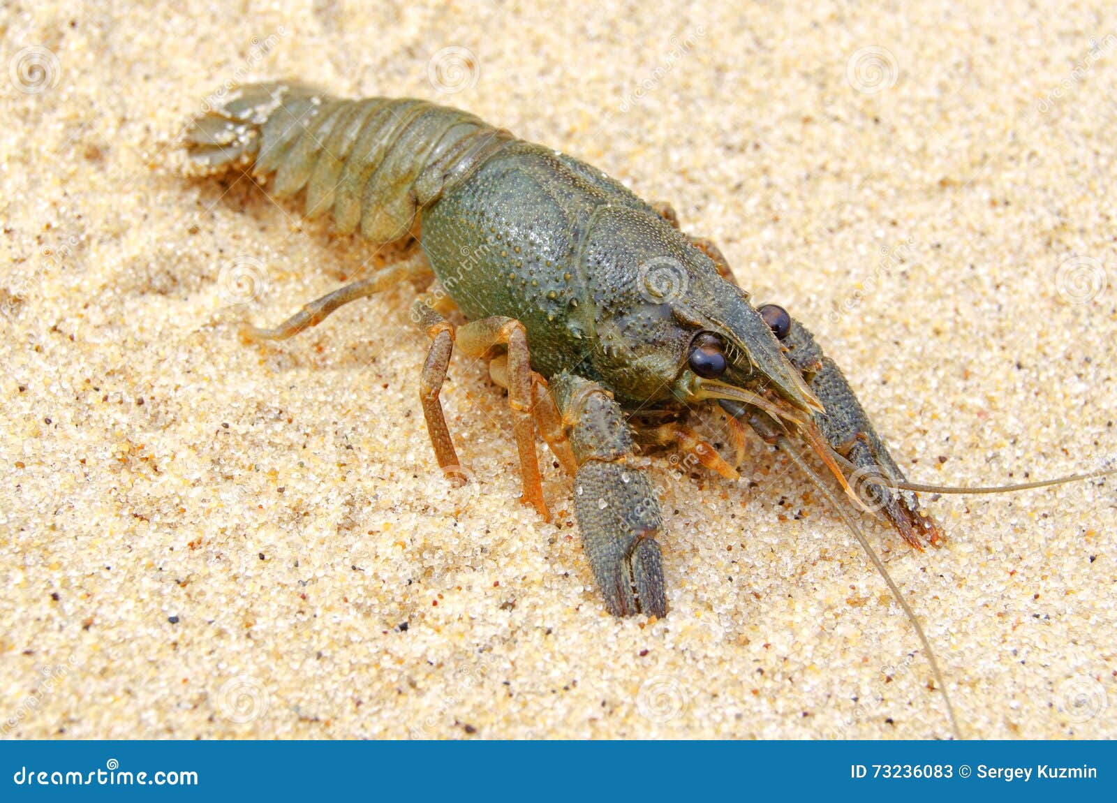 Bracciale A 2 File Di Perle Bianche AKOYA Naturali AAA Da 6-7 - Foto 4