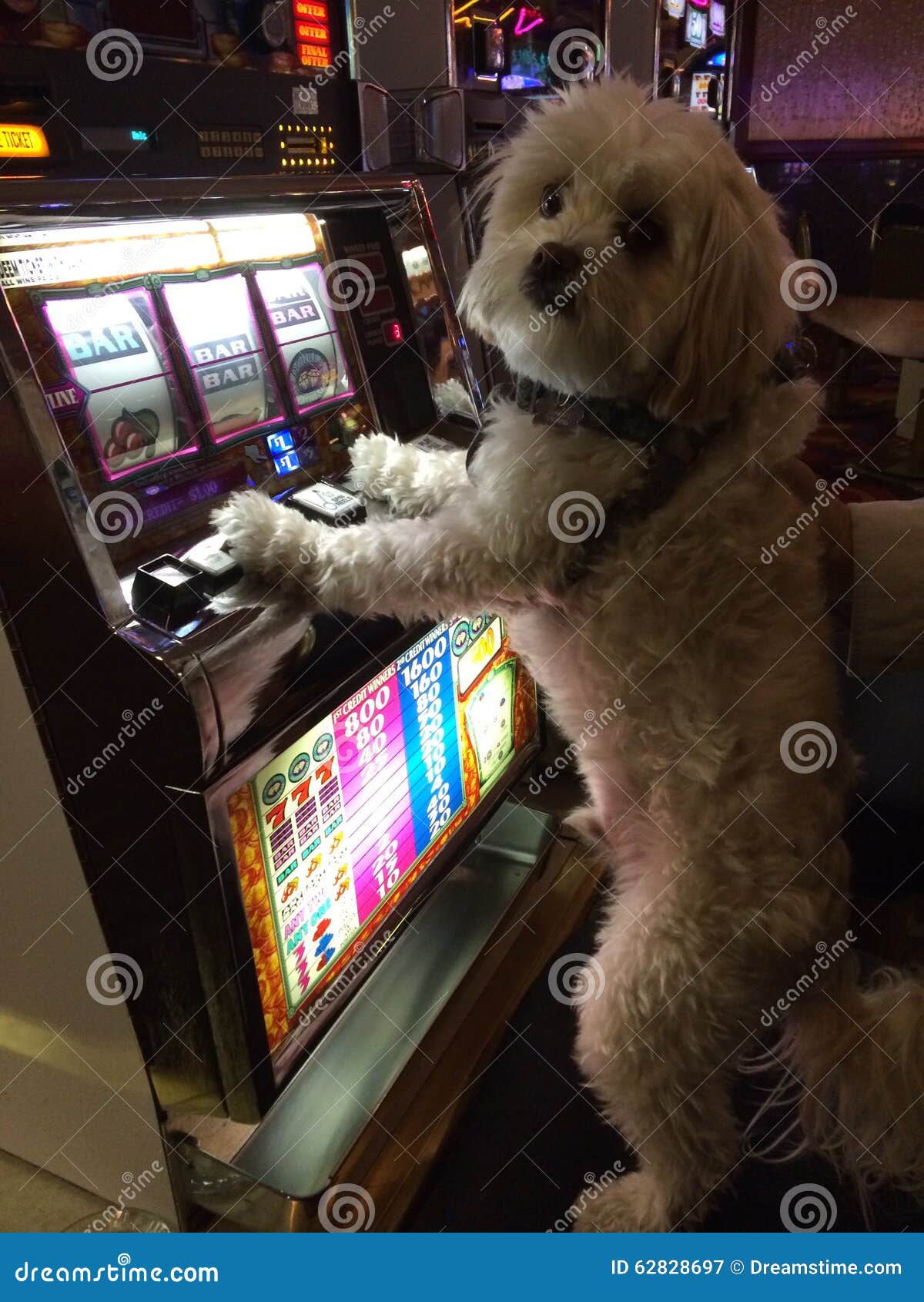 Dog Slot Machine Dog Slot Machine