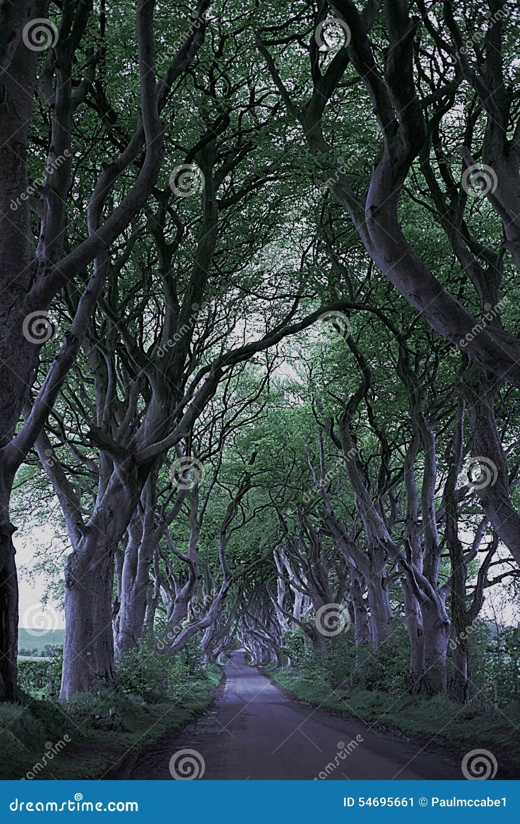 game of thrones dark hedges n.ireland