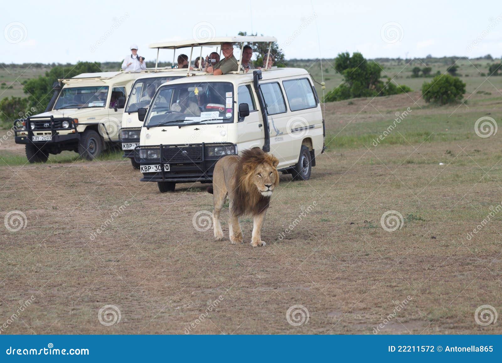Game Viewing Vehicle in the Savanna Editorial Photography Image of