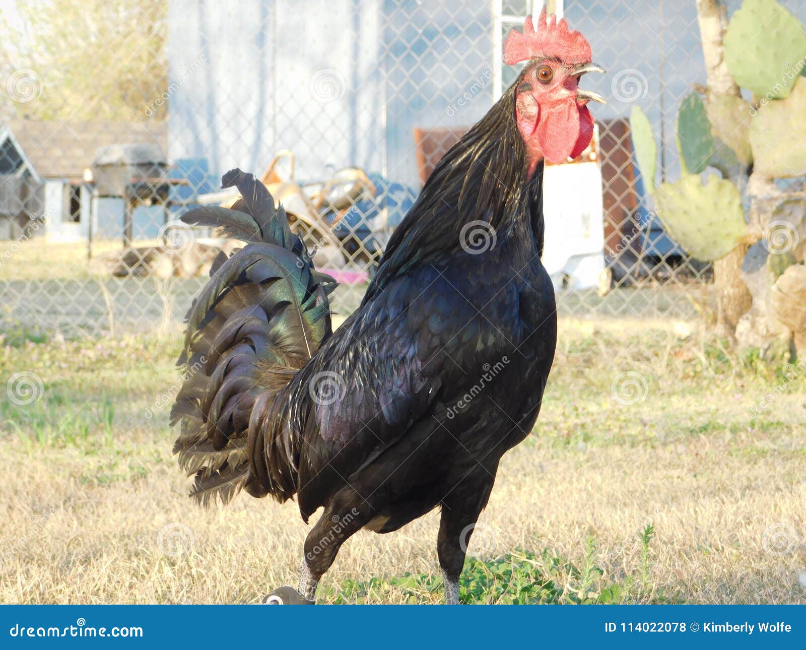 Gamefowl Stock Photos Download 54 Royalty Free Photos