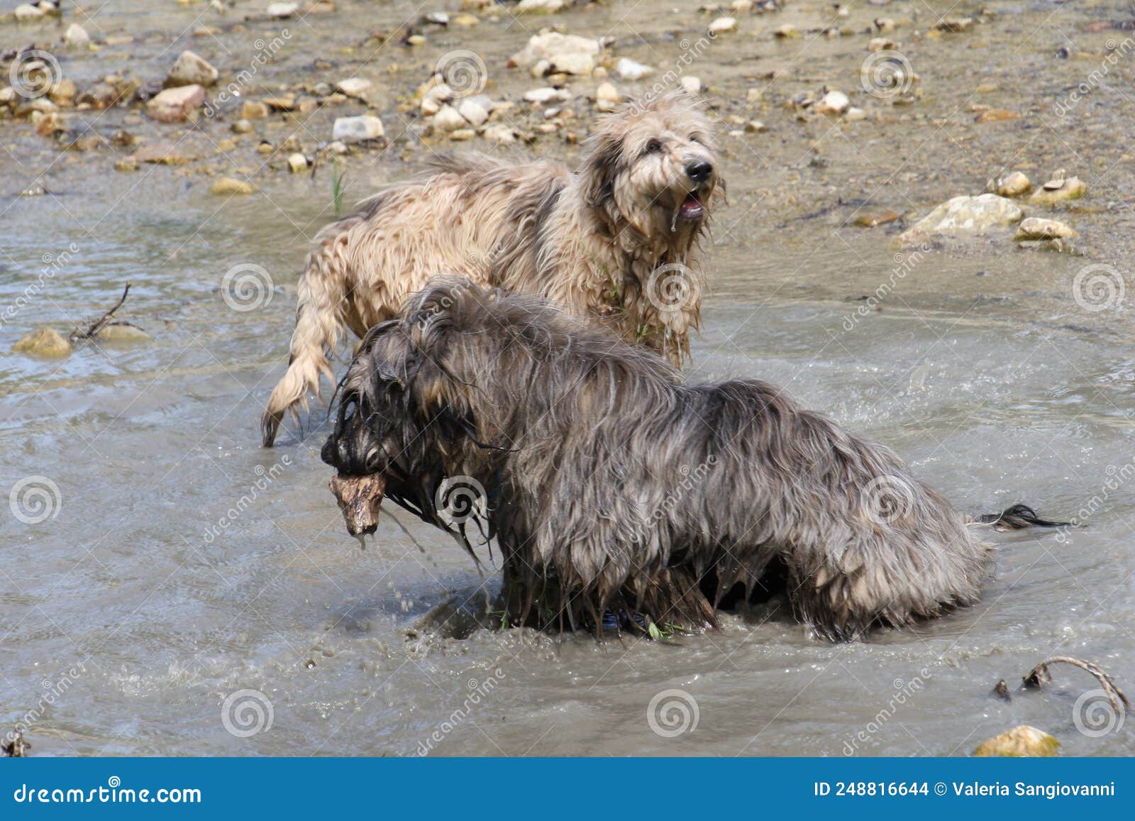 Games in the Water of the Dogs Stock Photo Image of carry, nature