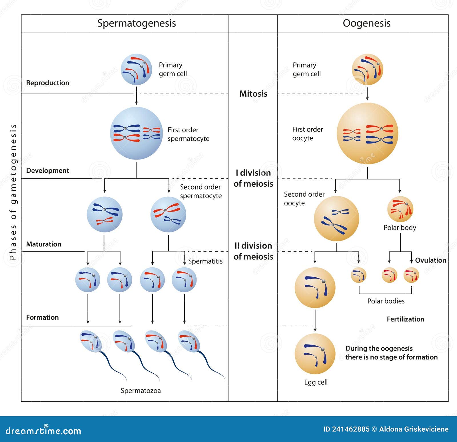 Spermatogenesis And Oogenesis Vector Illustration Cartoondealer Com